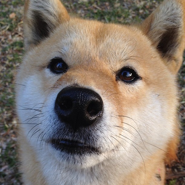 1.沙漠之墙锁死黄色潜水艇，黄金左脚迪巴拉一剑封喉