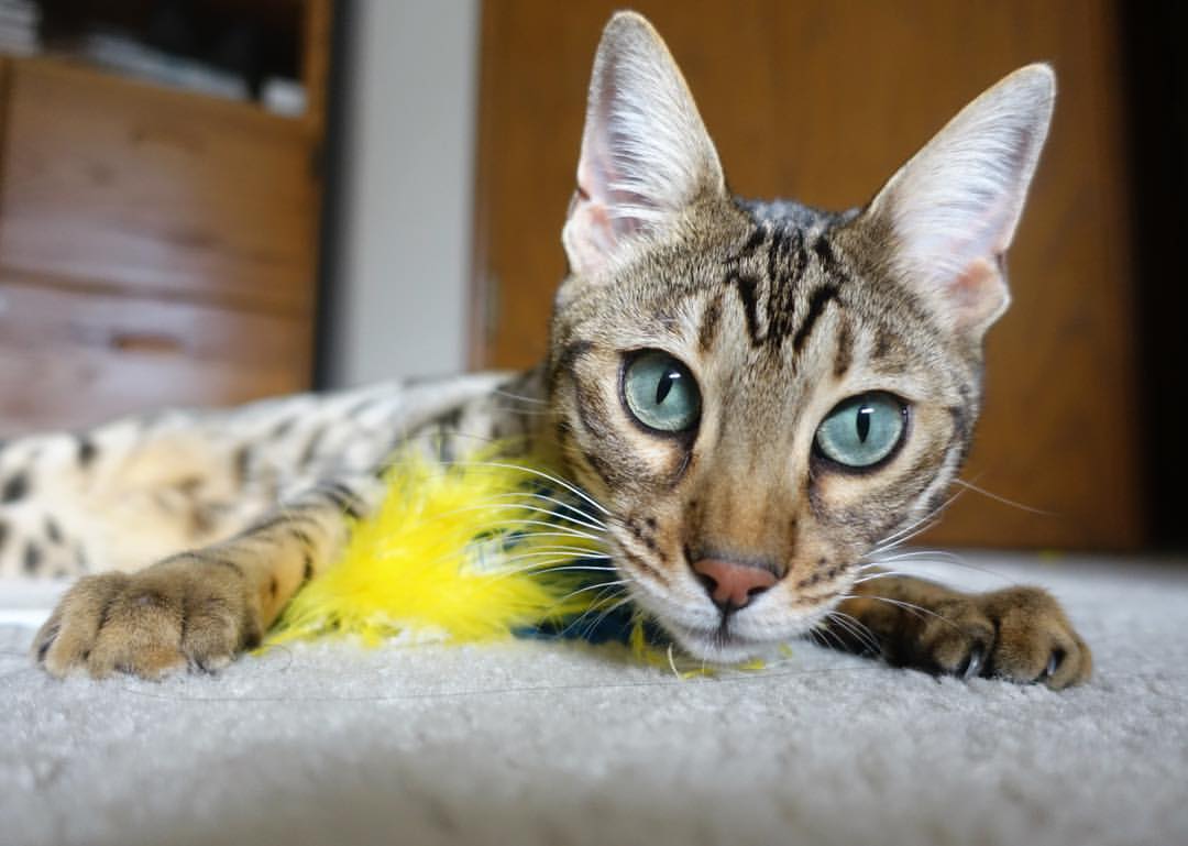 利物浦击败阿根廷的背后，坎特病毒正在席卷世界足坛