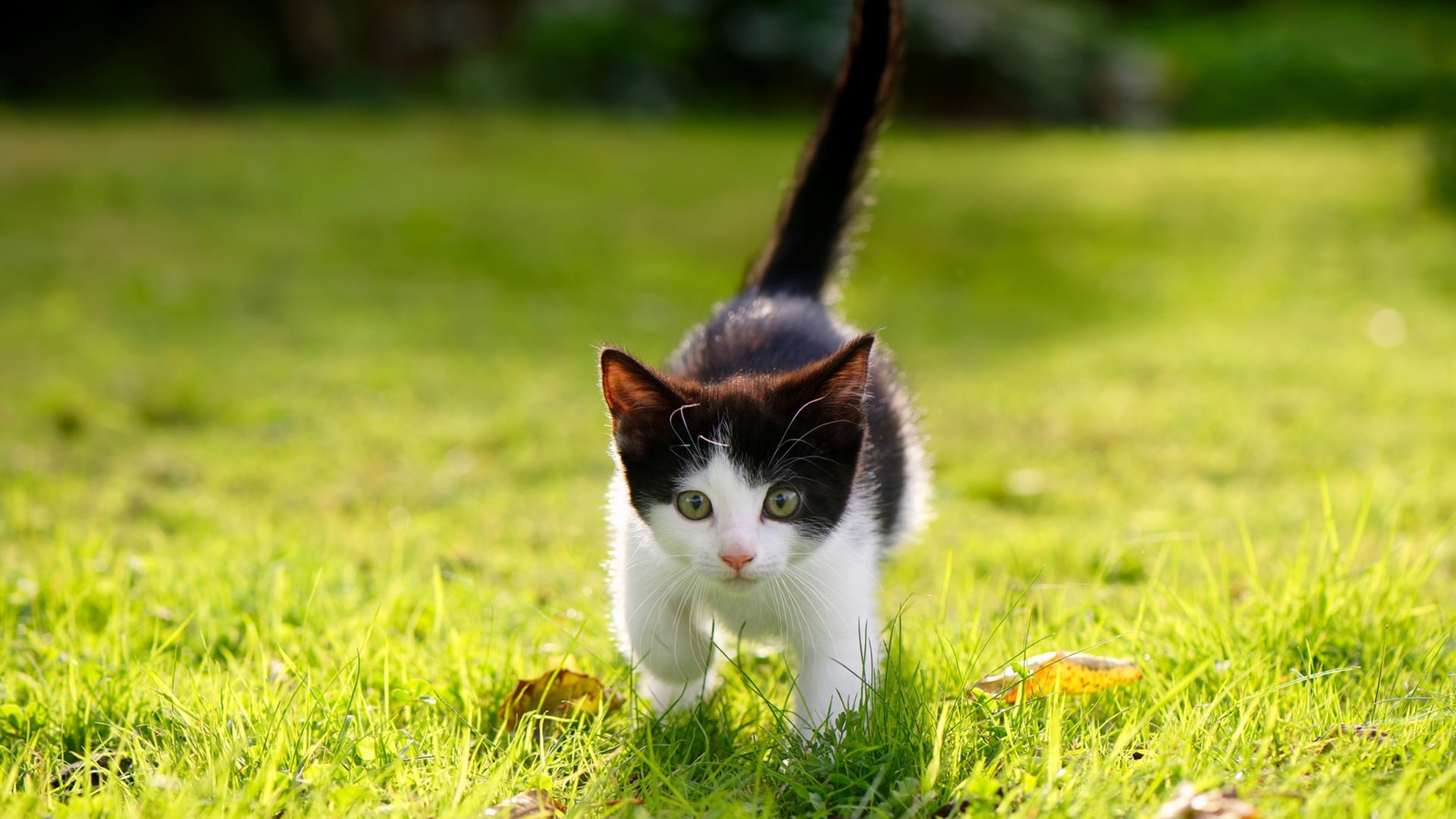 人工智能般精准！伦纳德化身山西战术核心，率队轻取深圳上演教科书式胜利