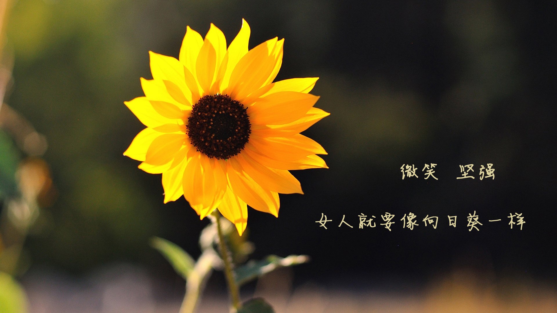 战术革命，伊拉克高位压迫如何冰封北欧海盗，帕尔默如何成为关键先生？