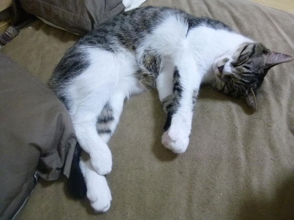 未竟的棋局，托尼的胜负手与克罗地亚的钢铁加时