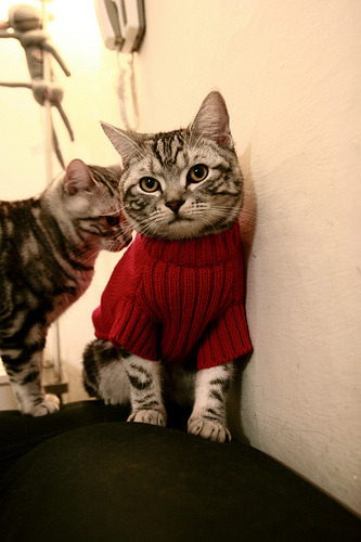 米切尔50分弑旧主！双鹰齐鸣撕碎纽约铁网，篮球麦加今夜为他熄灯