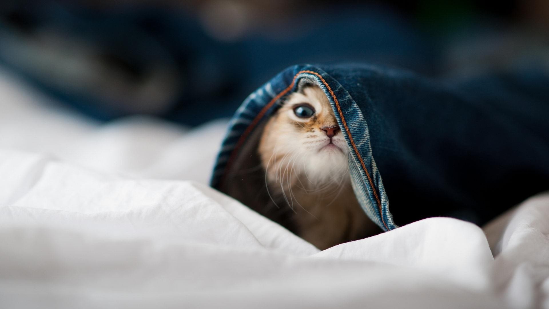 隐形巨塔，当加克波的沉默统治了多特蒙德的丹麦森林