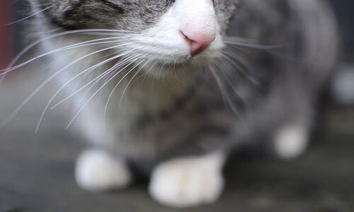 米切尔狂潮席卷赛场，辽宁队掀翻强势上海队